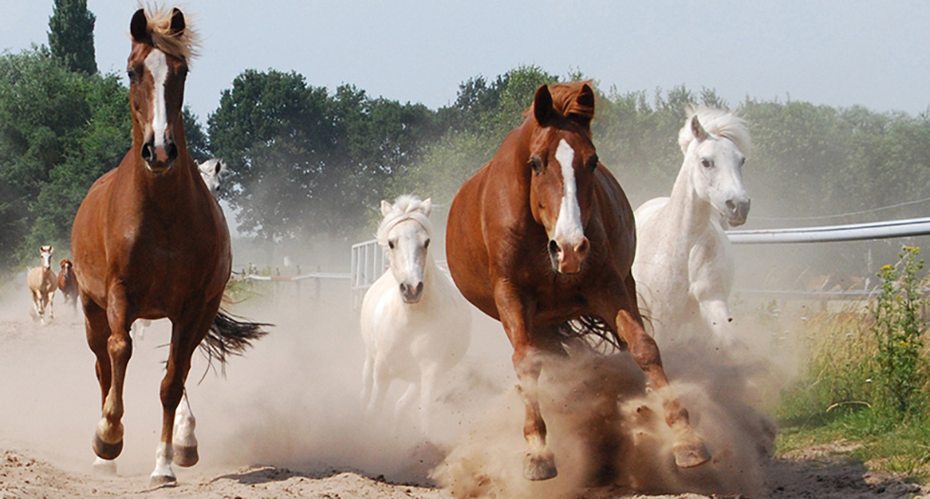 Galopperende paarden