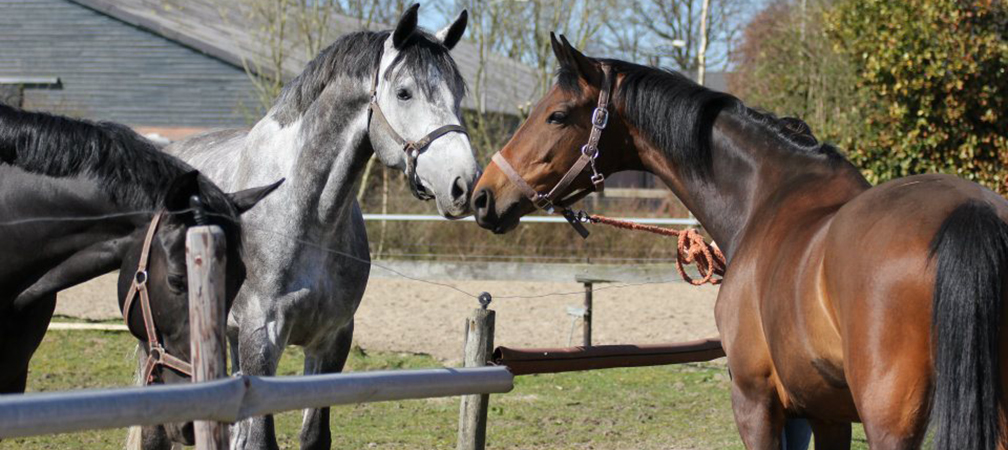 Paarden in wei